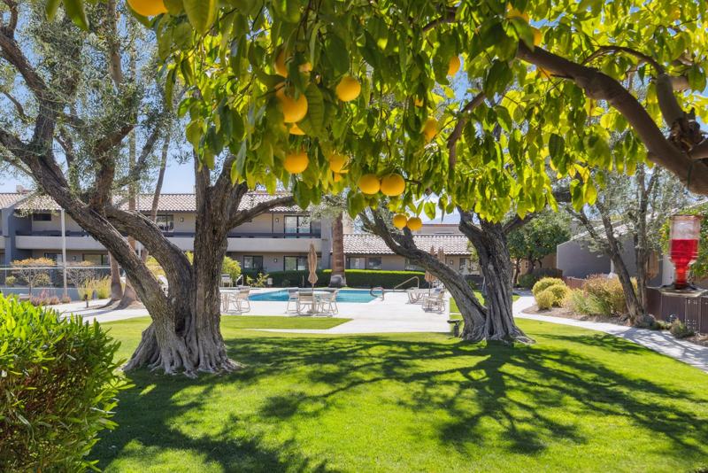 Grapefruit tree outside Palm Springs Midtown Oasis